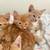 Cute Cuddly Kittens for Adoption 8 thumbnail