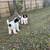 Sheepadoodle 4 thumbnail