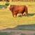 Simmental Bull 1 thumbnail