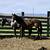 2 yo Bay Mare Horse 6 thumbnail