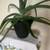Large Aloe Vera Plant 1 thumbnail