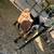 Pygmy goats 4 thumbnail