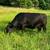 Lowline cows 2 thumbnail