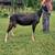 ADGA Alpine Yearling Doelings 2 thumbnail
