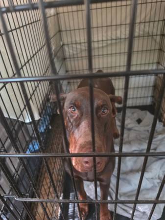 2 perras Doberman (Daleville)548655979739883522
