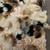 Brahma chicks-mottled, porcelain, blue salmon, lemon pyle, Isabel 2 thumbnail