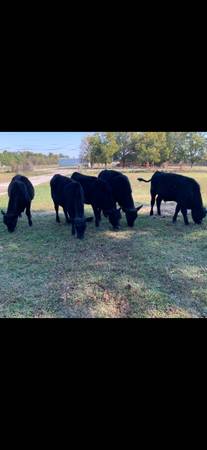 Angus calves for sale 1