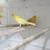 Canary birds available 5 thumbnail