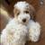puppy 2 thumbnail
