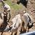 Goat herd (pygmy mixed) 3 thumbnail