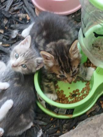 Kittens for adoption (richmond / point / annex)63995016839555124