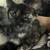 Kitten Adoption Event Oct 2nd 4 - 7 pm - @ The Black Cat 3 thumbnail