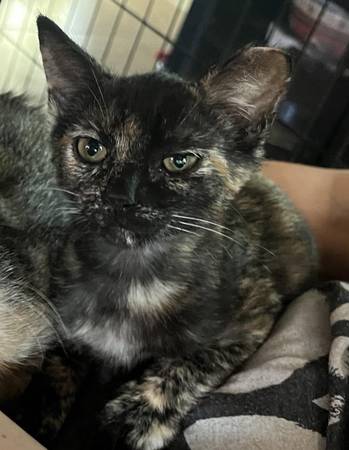 Kitten Adoption Event Oct 2nd 4 - 7 pm - @ The Black Cat (dublin / pleasanton / livermore)63909865769219122