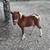 Beautiful Registered mini filly 1 thumbnail