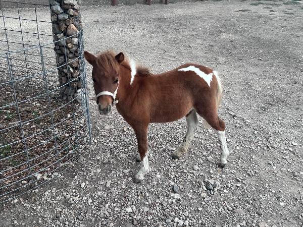 Beautiful Registered mini filly 1