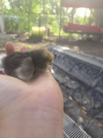 Pollitos Silkie !!! (Pearland)63859316464771124