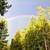 Tree Services and small engine services *FREE ESTIMATES* 4 thumbnail
