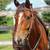 Young Mustang Gelding 1 thumbnail