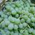 Grapes 2 thumbnail