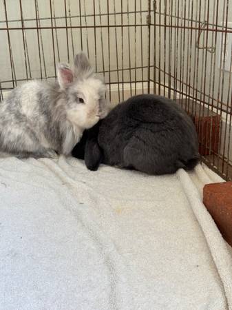 Bunny Rabbit bonded pair (Lionhead and lop ear) seek indoor new home (berkeley)64188536790913120
