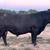 Black Angus Bulls 5 thumbnail