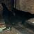 Young Midnight Majesty MARANS Pullets 6 thumbnail