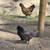 Pullets and Roos 4 thumbnail