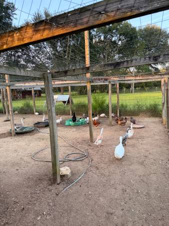 Poultry 1