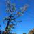 Brush Cleaning, tree pruning, tree removal 23 thumbnail