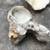 5 Seashells (All for $10) 10 thumbnail