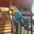 20 year old B&G Macaw 2 thumbnail
