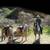 Death forces sale my mare 2 thumbnail