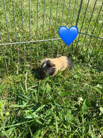 Guinea pig babies (East Corinth)63373486927619122