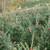 Table Top Fraser Christmas Trees 2 thumbnail
