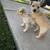 Decor decor mini puppy 2 thumbnail