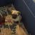 Chug Puppies Chihuahua/Pug Mix 3 thumbnail