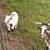 Goats 6 thumbnail