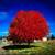 BUY 4 LARGE RED MAPLE TREES GET ONE FREE 7 thumbnail
