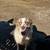 Rehoming Australia shepherd 11 thumbnail