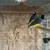 Gouldian finches 11 thumbnail