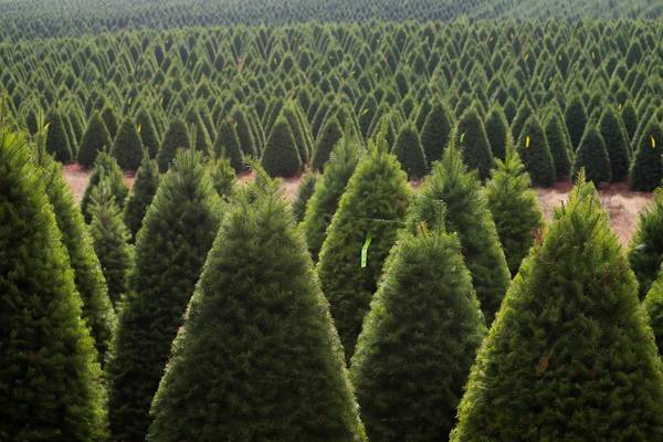 Seeking Video shoot location - Christmas Tree Farm63916215476867120