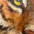 Oil or Acrylic On Canvas - Tiger - Authentic original painting 1 thumbnail