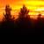 Afghan Pines!! WIND and DUST PROTECTION!! PROPERTY BORDERS PRIVACY! 5 thumbnail