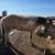 Horse 4 thumbnail