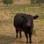 Aberdeen Cow 2 thumbnail