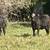 Beef Calves: 3 steers and 1 heifer 4 thumbnail