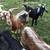 Big, healthy Boer Cross Bucks 1 thumbnail