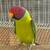 Plum Head Parrot 2 thumbnail