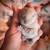 Holland lop baby bunnies 4 thumbnail