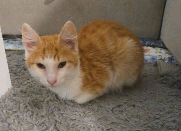 Saturday & Sunday Darling cats & kittens for adoption (Santa Monica)63830037258113122